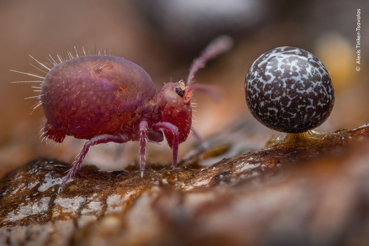 1 Alexis Tinker Tsavalas Wildlife Photographer of the Year b