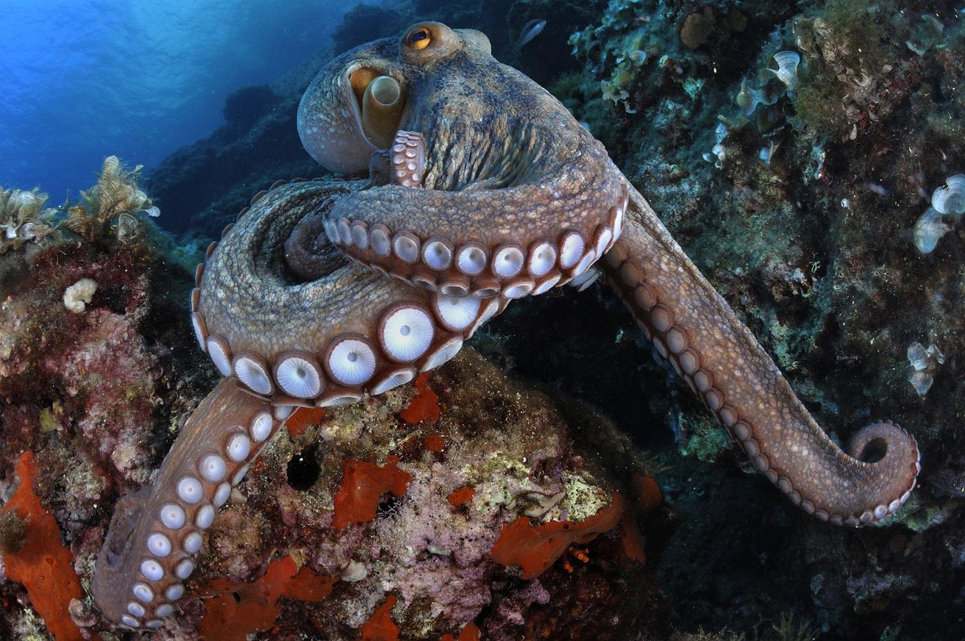 Colombo Tomasinelli De Amicis Tentacoli