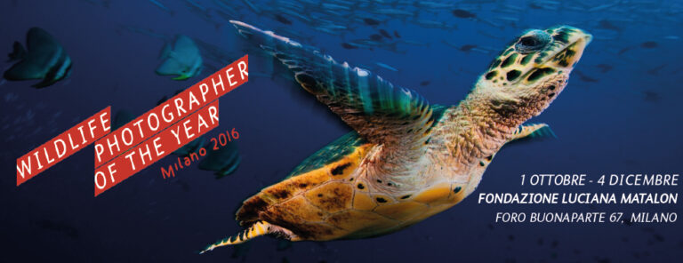 slider wpy2016