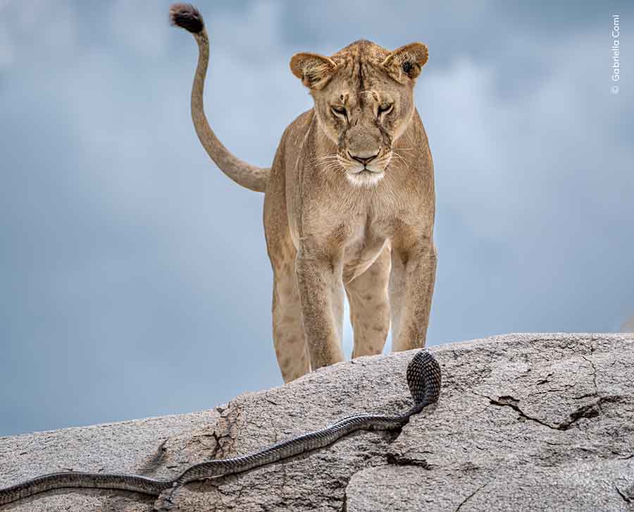 08 Gabriella Comi Wildlife Photographer of the Year BB