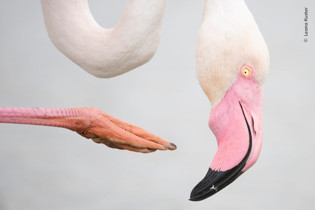 ©-Leana-Kuster-Wildlife-Photographer-of-the-Year