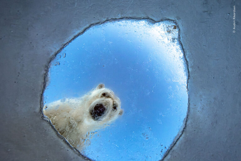 WILDLIFE PHOTOGRAPHER OF THE YEAR 62 A MILANO – Anteprima